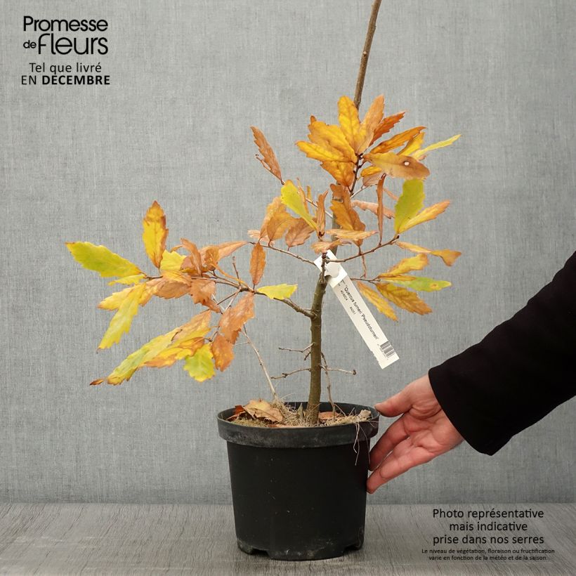 Ejemplar de Quercus turneri var.pseudoturneri Spencer Turner Maceta 4L/5L entregado en otoño