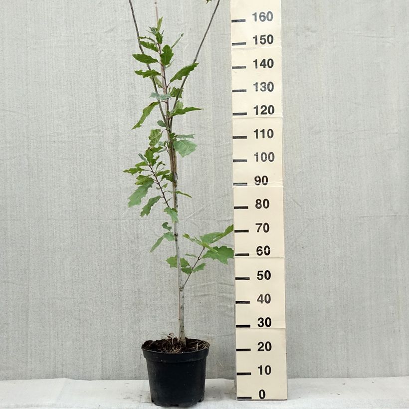 Ejemplar de Quercus palustris Betty Jean - Roble de los pantanos Maceta 7,5L/10L entregado en verano