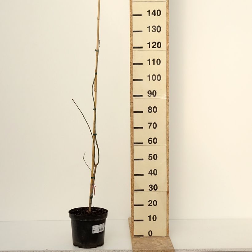 Quercus palustris Betty Jean - Roble de los pantanos Maceta 4L/5L Ejemplar entregado en invierno