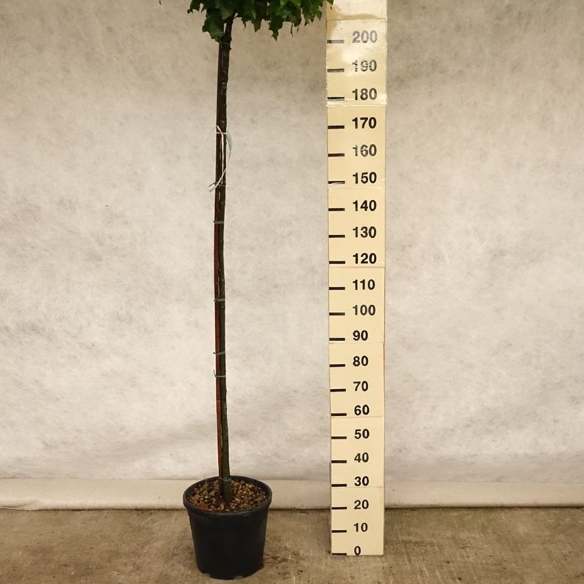 Ejemplar de Quercus palustris Green Dwarf - Roble de los pantanos Maceta 18L/20L entregado en verano