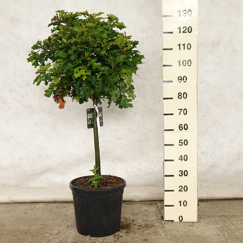 Ejemplar de Quercus palustris Green Dwarf - Roble de los pantanos Maceta 18L/20L, Tallo entregado en verano