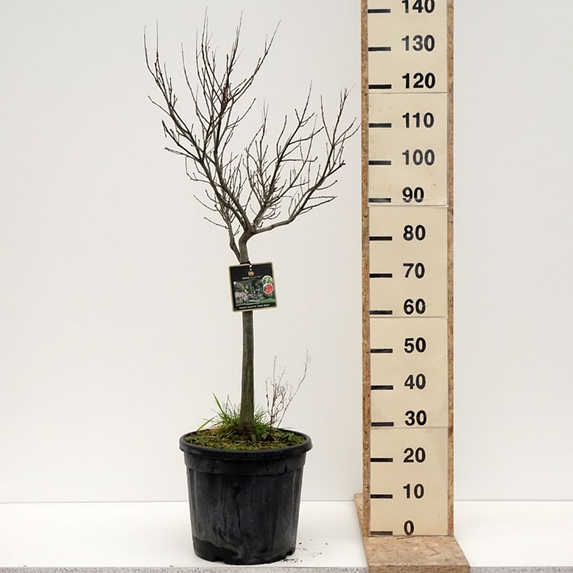 Quercus palustris Green Dwarf - Roble de los pantanos Maceta 18L/20L Ejemplar entregado en invierno