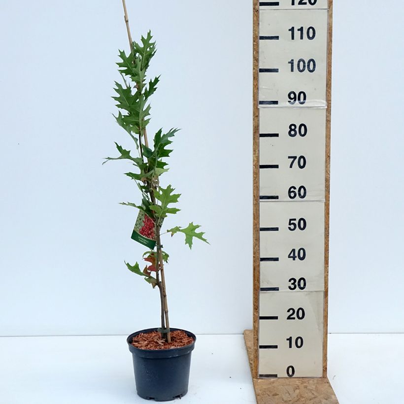 Ejemplar de Quercus palustris Green Pillar - Roble de los pantanos Maceta 4L/5L entregado en otoño