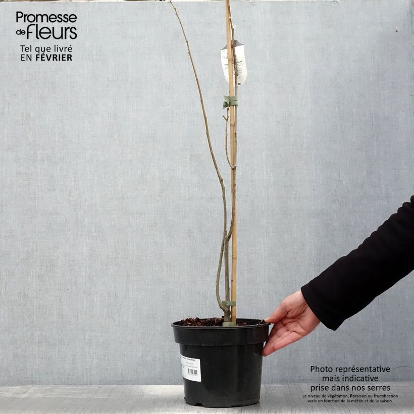 Quercus palustris Green Pillar - Roble de los pantanos Maceta 4L/5L Ejemplar entregado en invierno