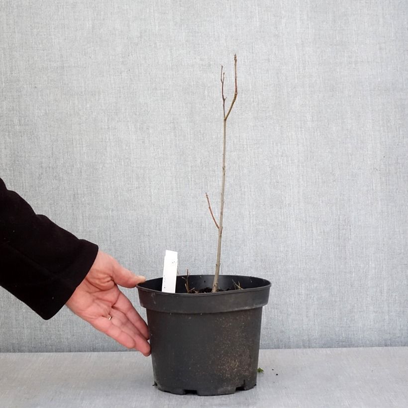 Roble de los pantanos - Quercus palustris Maceta 3L/4L Ejemplar entregado en la primavera