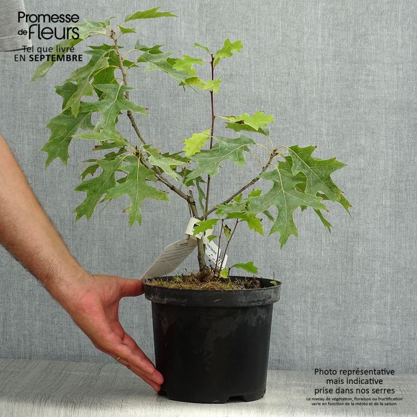 Ejemplar de Quercus coccinea Splendens - Roble escarlata Maceta 4L/5L entregado en verano