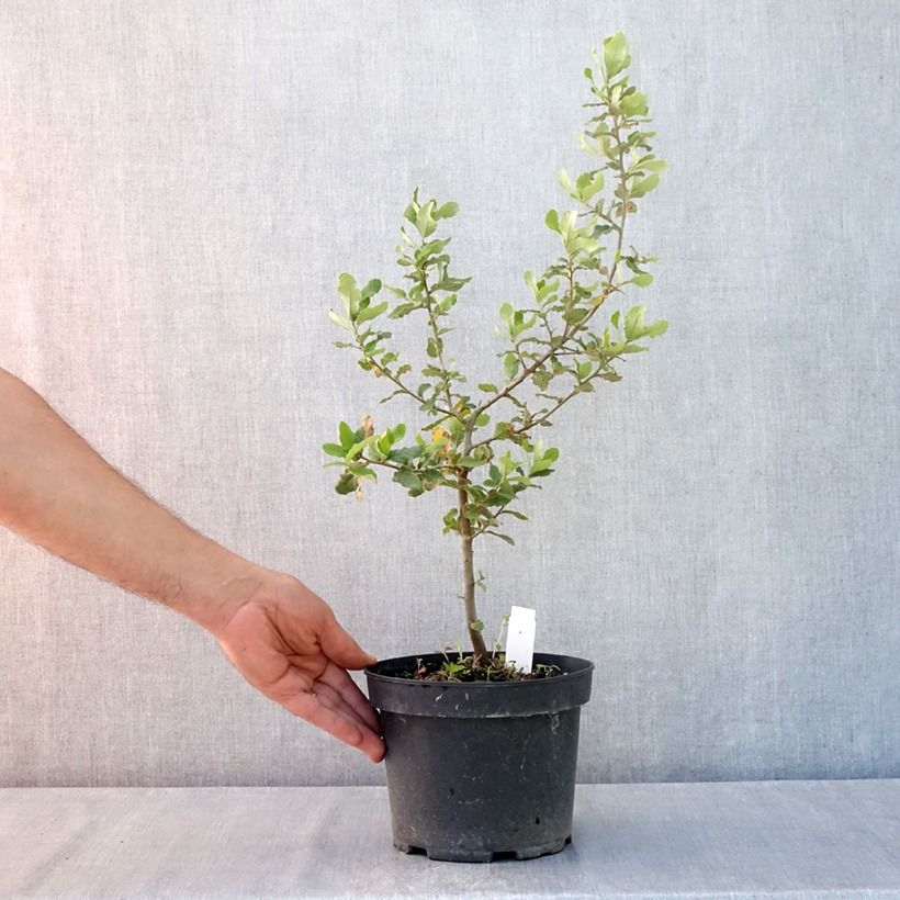 Ejemplar de Chêne liège - Quercus suber Pot de 3L/4L entregado en verano