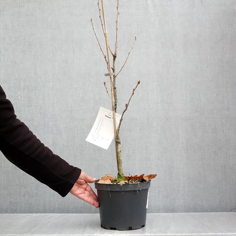 Ejemplar de Quercus robur Monument - Roble común Maceta 4L/5L entregado en otoño