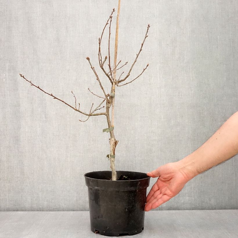 Quercus robur Atropurpurea - Roble común Maceta 4L/5L Ejemplar entregado en la primavera