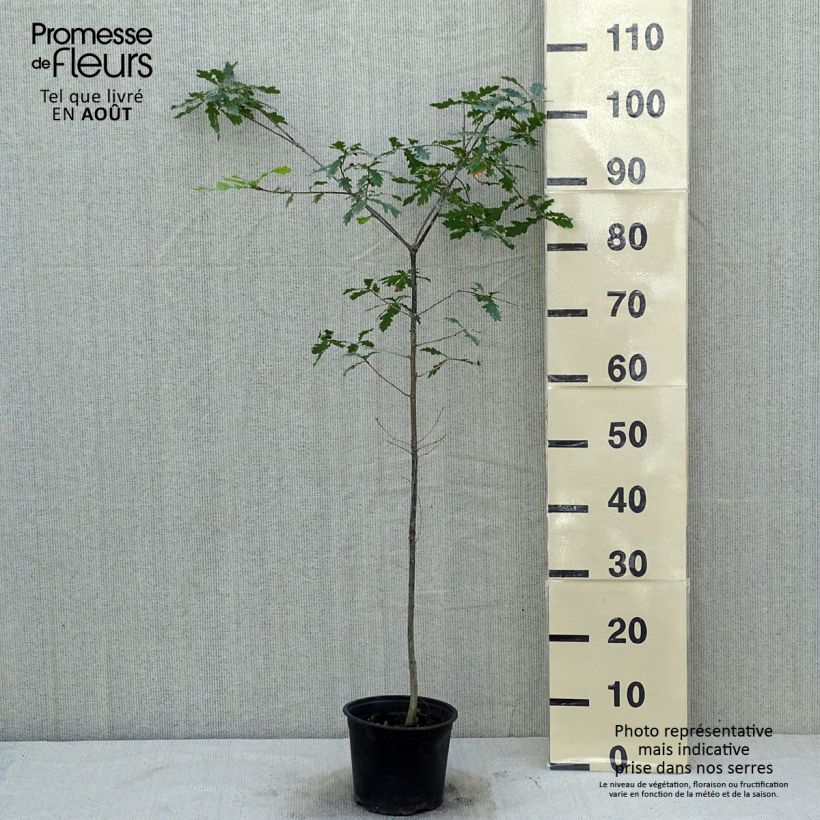 Ejemplar de Roble común - Quercus robur Maceta 2L/3L entregado en verano