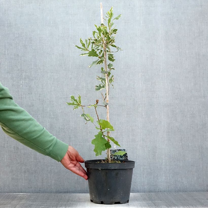Ejemplar de Quercus robur Argenteomarginata - Roble común Maceta 4L/5L entregado en verano