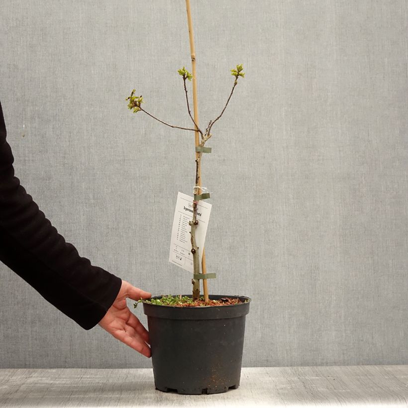 Quercus robur Argenteomarginata - Roble común Maceta 4L/5L Ejemplar entregado en la primavera