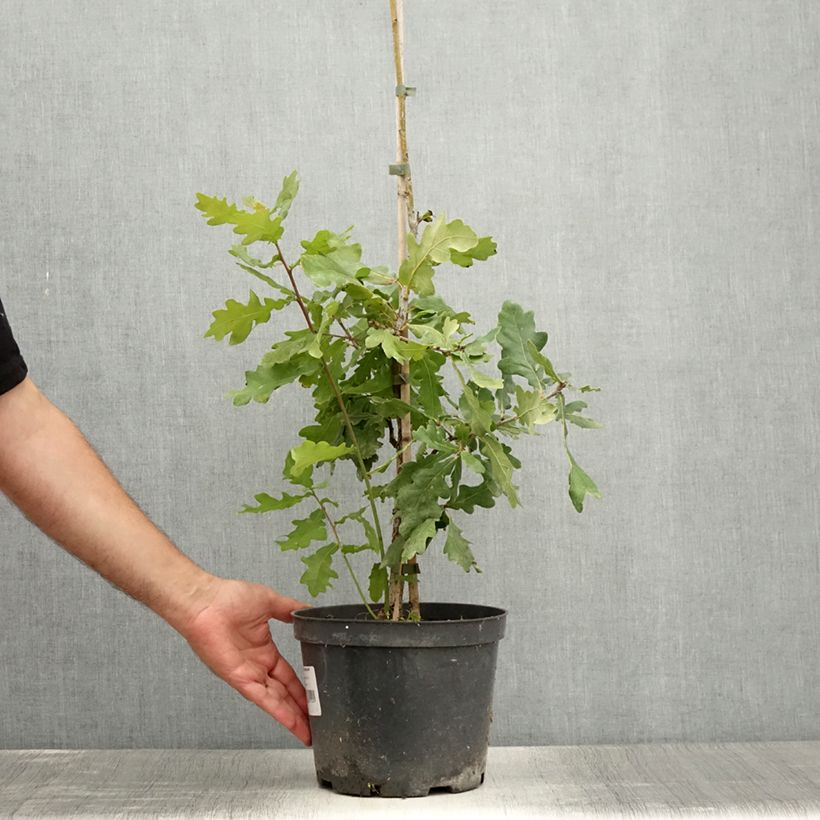 Ejemplar de Quercus robur Jan Zamoyski - Roble común Maceta 4L/5L entregado en verano