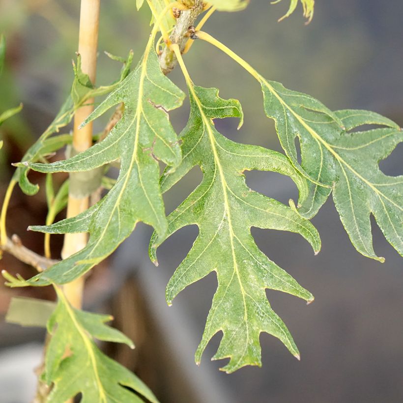 Quercus robur Miky - Roble común (Follaje)