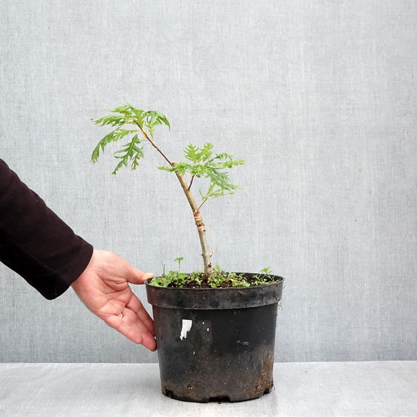 Ejemplar de Quercus robur Miky - Roble común Maceta 4L/5L entregado en otoño