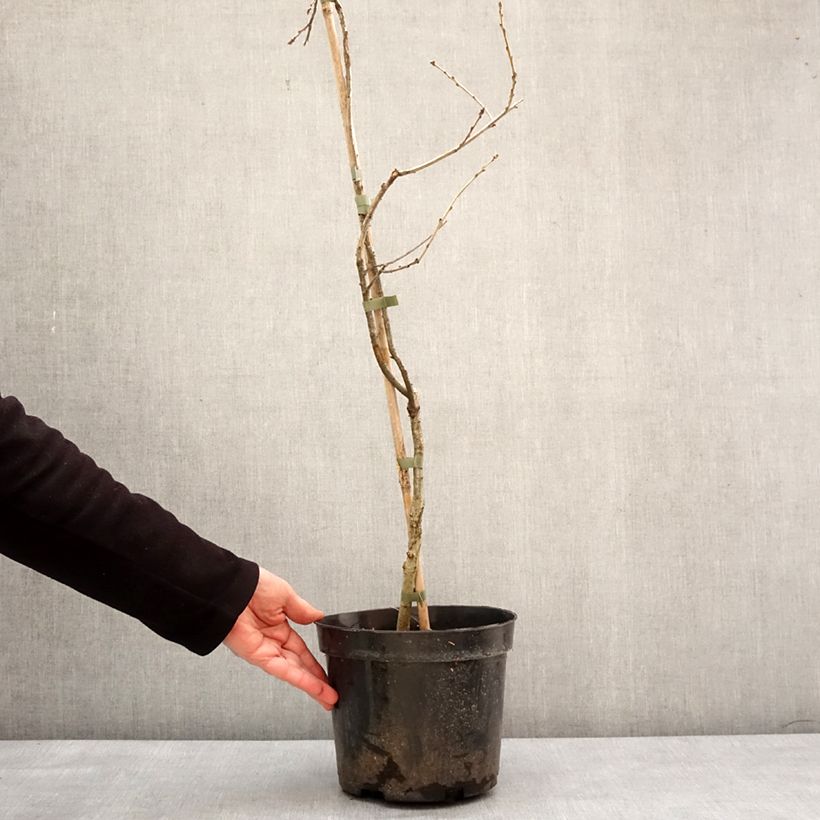 Quercus robur Miky - Roble común Maceta 4L/5L Ejemplar entregado en invierno