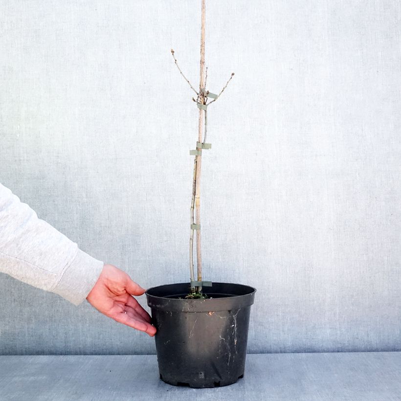 Quercus robur Miky - Roble común Maceta 4L/5L Ejemplar entregado en la primavera