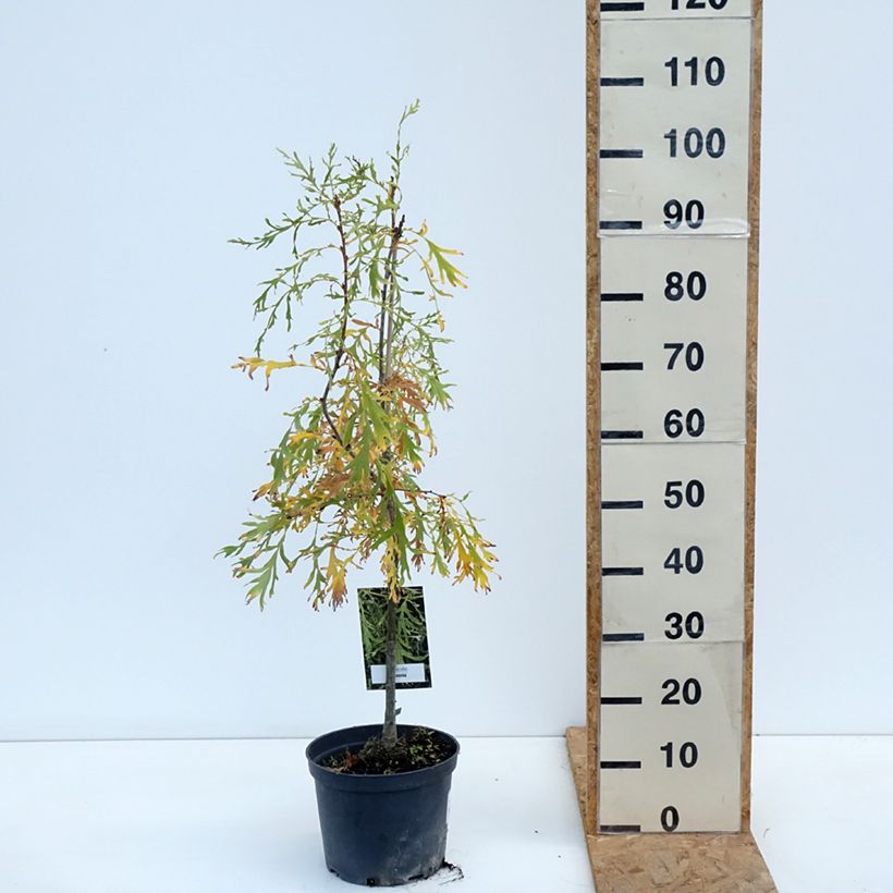 Ejemplar de Quercus robur Posnania - Roble común Maceta 4L/5L entregado en otoño