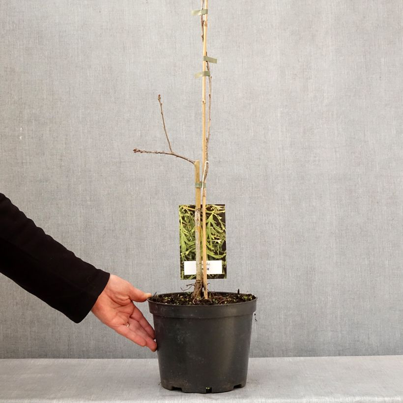 Quercus robur Posnania - Roble común Maceta 4L/5L Ejemplar entregado en la primavera