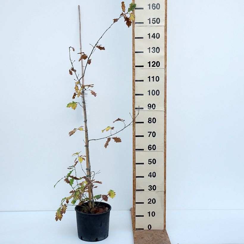 Ejemplar de Roble común - Quercus robur Maceta 7,5L/10L entregado en otoño