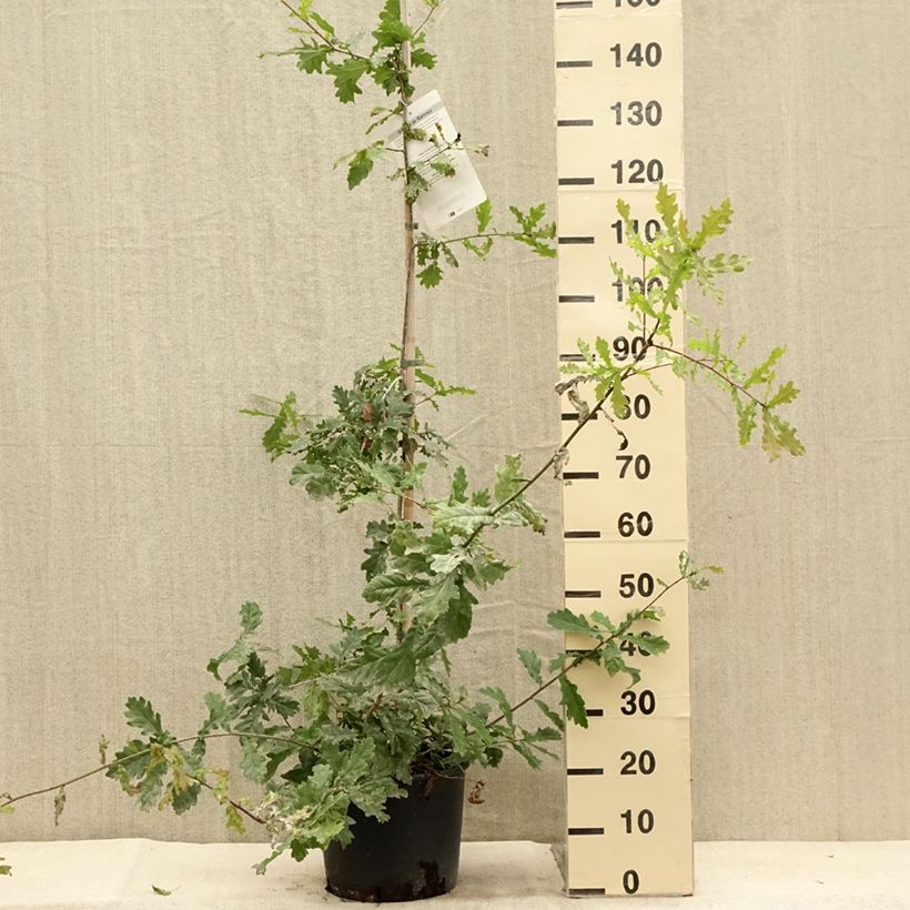 Ejemplar de Roble común - Quercus robur Maceta 7,5L/10L entregado en verano