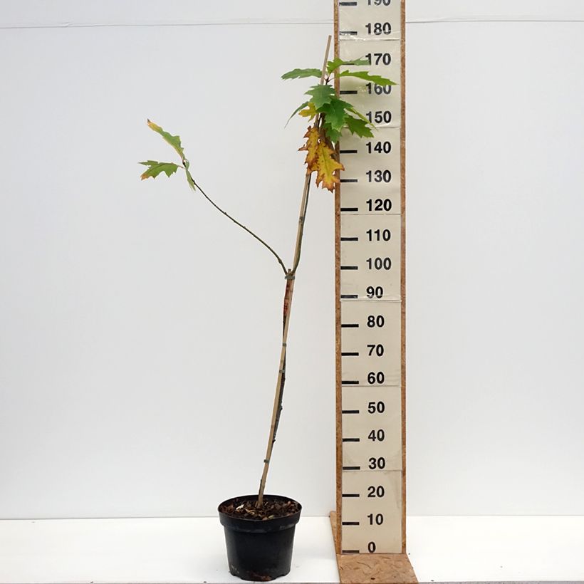 Ejemplar de Quercus rubra Boltes Gold - Roble americano Maceta 7,5L/10L entregado en otoño
