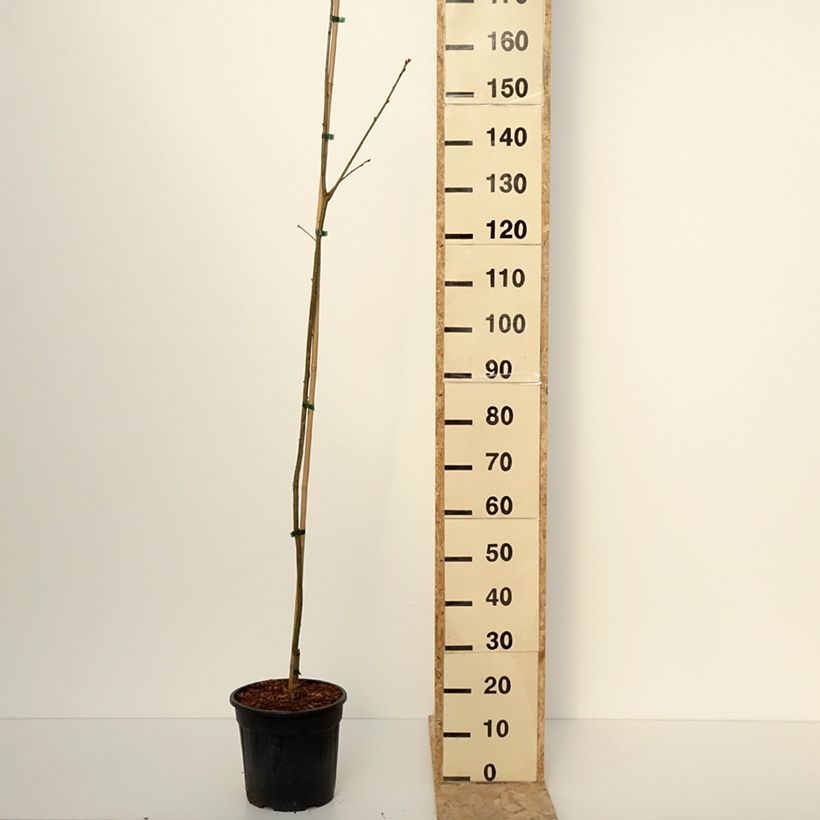 Quercus rubra Boltes Gold - Roble americano Maceta 7,5L/10L Ejemplar entregado en invierno