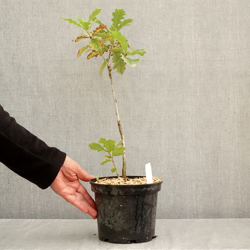 Ejemplar de Roble albar - Quercus petraea Maceta 2L/3L entregado en otoño