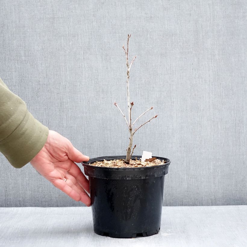 Roble albar - Quercus petraea Maceta 2L/3L Ejemplar entregado en invierno