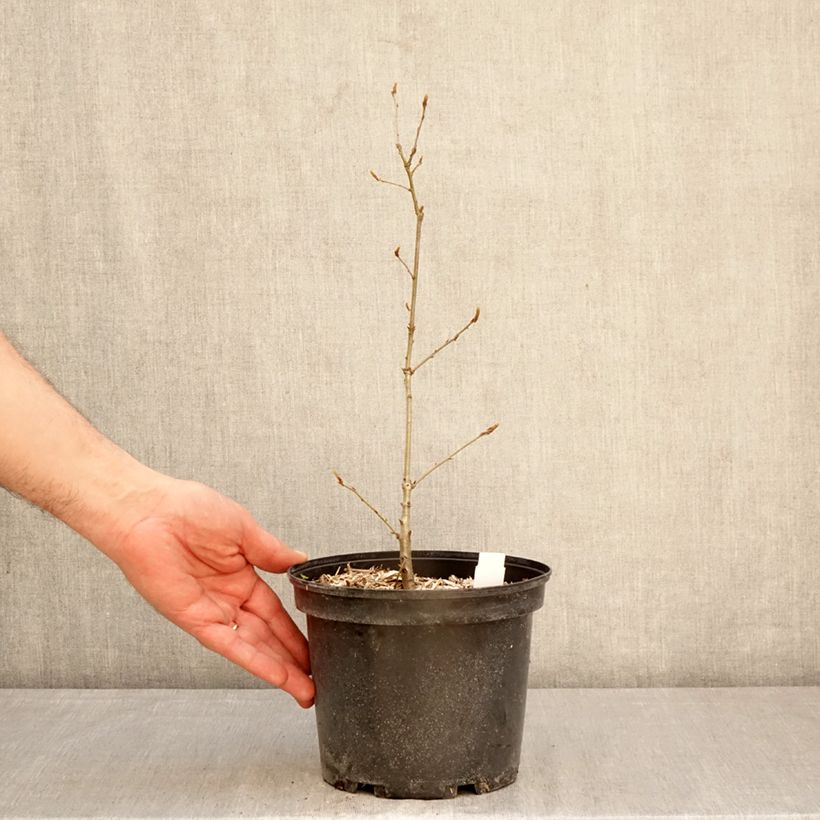 Roble albar - Quercus petraea Maceta 2L/3L Ejemplar entregado en la primavera