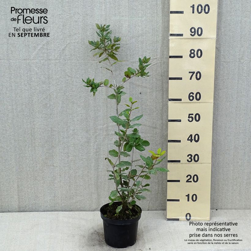 Ejemplar de Encina - Quercus ilex Maceta 3L/4L, Formación arbustiva entregado en verano