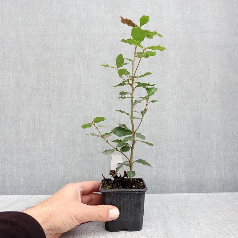 Ejemplar de Encina - Quercus ilex Maceta de 8/9 cm entregado en otoño