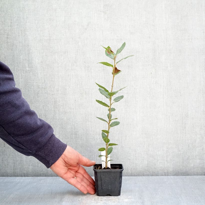 Encina - Quercus ilex Maceta de 8/9 cm Ejemplar entregado en la primavera