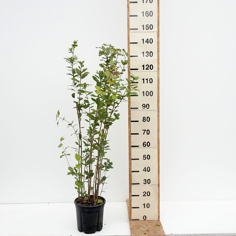 Ejemplar de Encina - Quercus ilex Maceta 7,5L/10L entregado en otoño