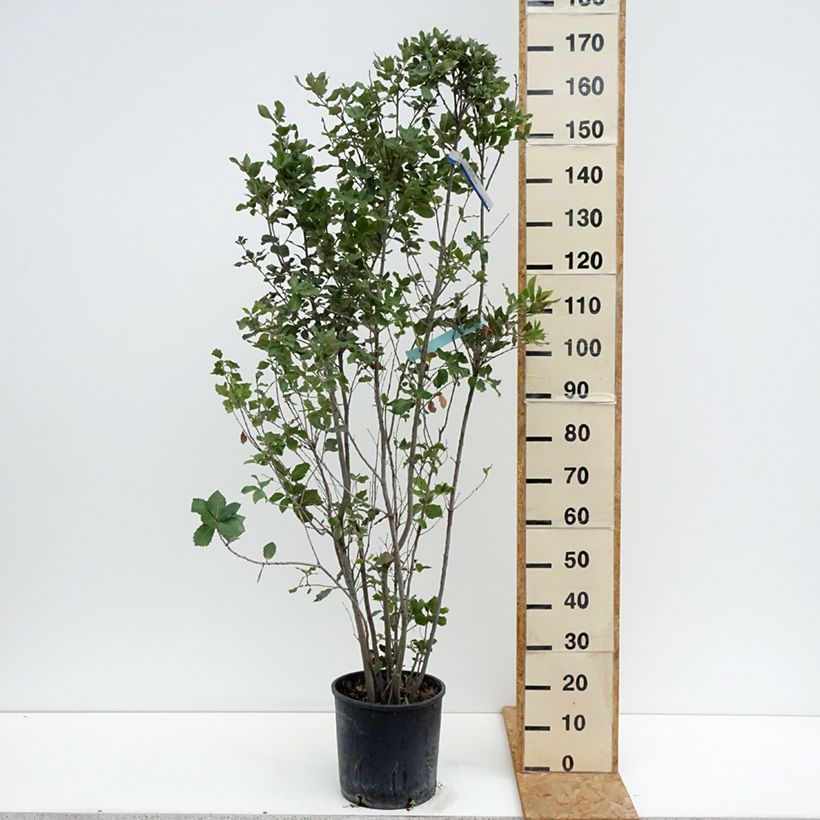 Ejemplar de Encina - Quercus ilex Maceta 7,5L/10L entregado en verano