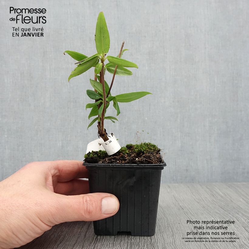 Lonicera henryi - Madreselva Maceta de 8/9 cm Ejemplar entregado en invierno