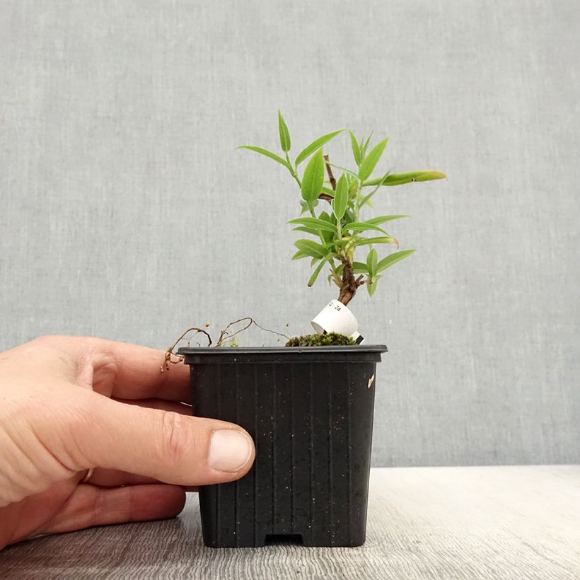 Lonicera henryi - Madreselva Maceta de 8/9 cm Ejemplar entregado en la primavera