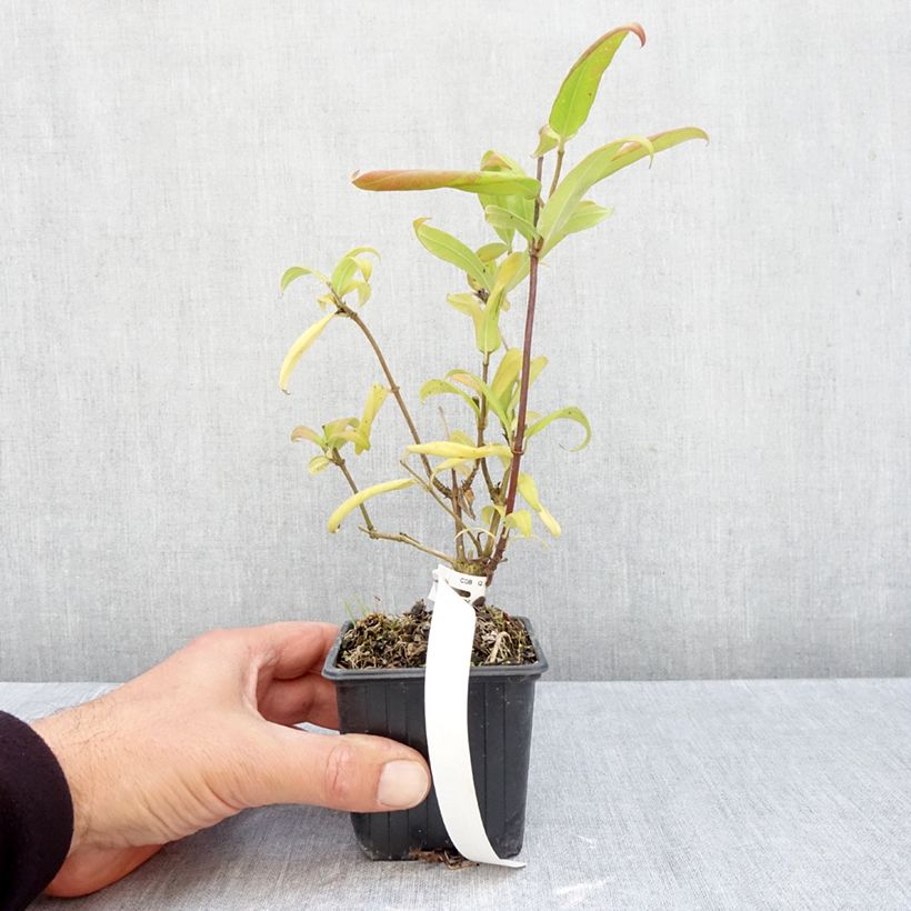 Ejemplar de Lonicera henryi - Madreselva Maceta de 8/9 cm entregado en otoño