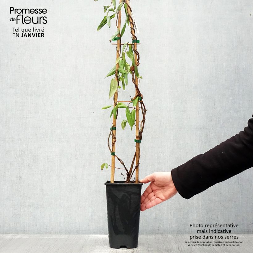 Lonicera henryi - Madreselva Maceta 2L/3L Ejemplar entregado en invierno