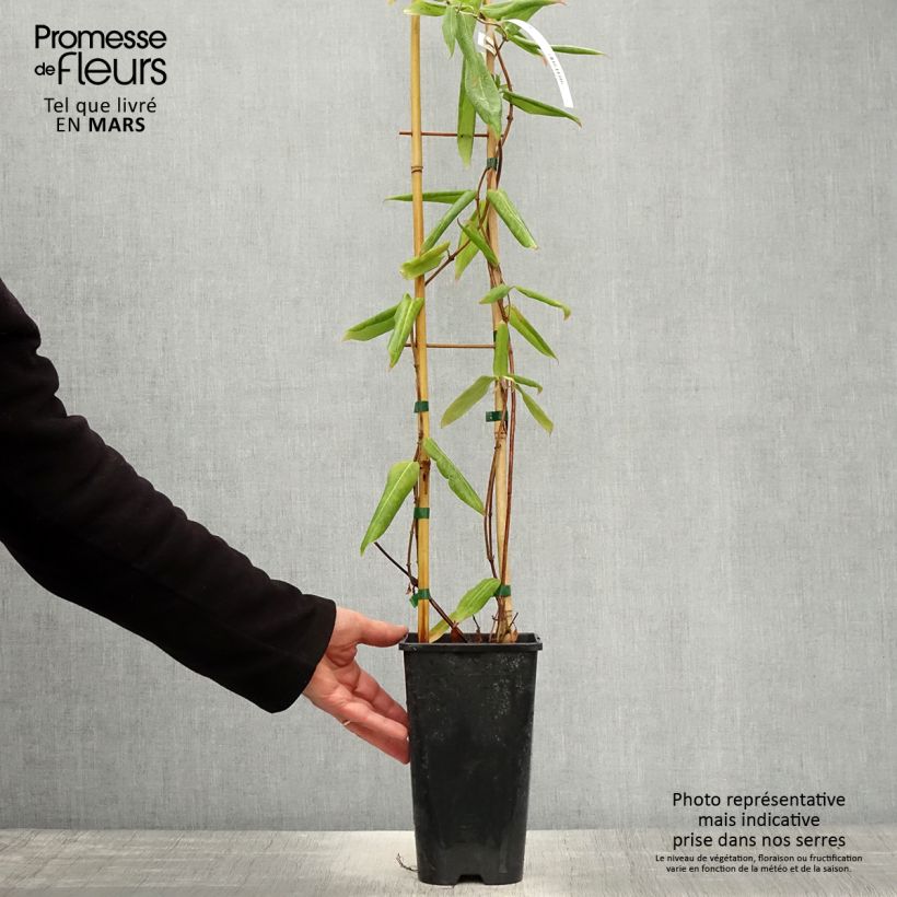 Lonicera henryi - Madreselva Maceta 2L/3L Ejemplar entregado en la primavera