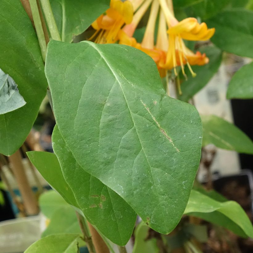 Lonicera tellmaniana - Madreselva trepadora (Follaje)