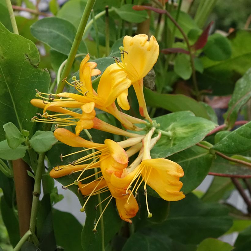 Lonicera tellmaniana - Madreselva trepadora (Floración)