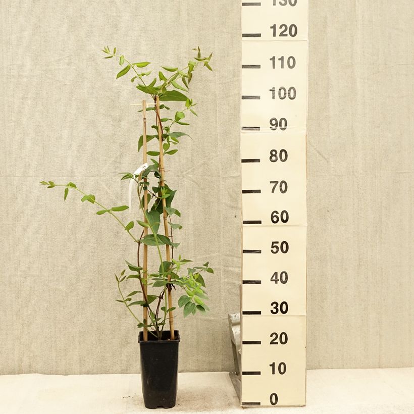 Ejemplar de Lonicera henryi Caprilia Ever - Madreselva Maceta 2L/3L entregado en verano