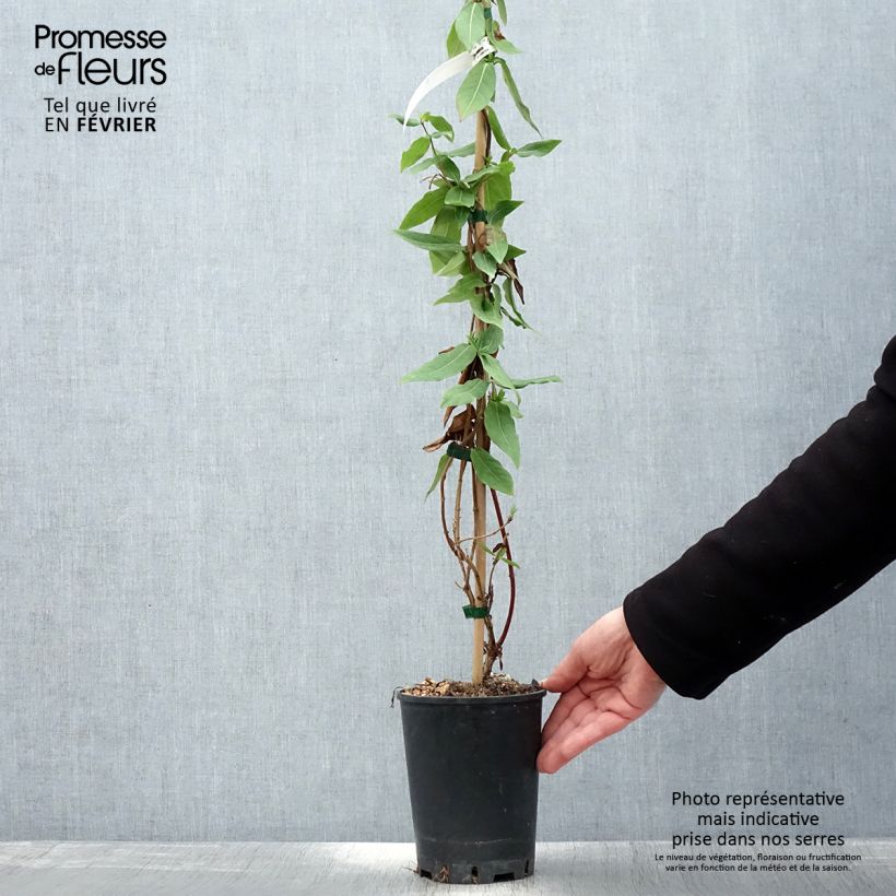 Lonicera henryi Caprilia Ever - Madreselva Maceta 2L/3L Ejemplar entregado en invierno