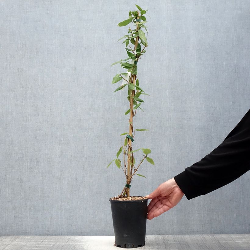 Lonicera henryi Caprilia Ever - Madreselva Maceta 2L/3L Ejemplar entregado en la primavera