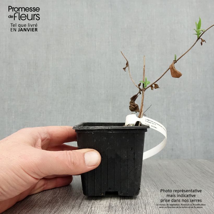 Madreselva de los bosques - Lonicera periclymenum Graham thomas Maceta de 8/9 cm Ejemplar entregado en invierno