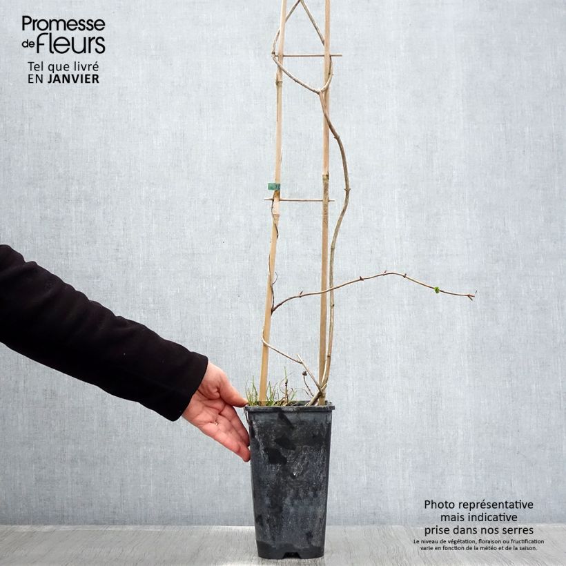 Madreselva de los bosques - Lonicera periclymenum Graham thomas Maceta 2L/3L Ejemplar entregado en invierno