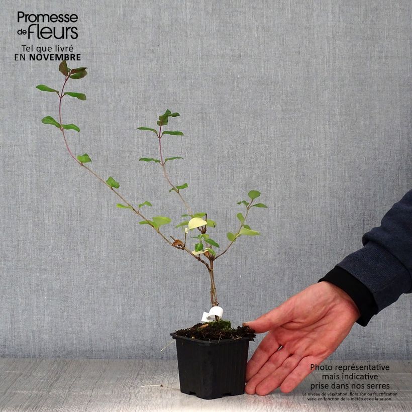 Ejemplar de Madreselva de los bosques - Lonicera periclymenum Serotina Maceta de 8/9 cm entregado en otoño
