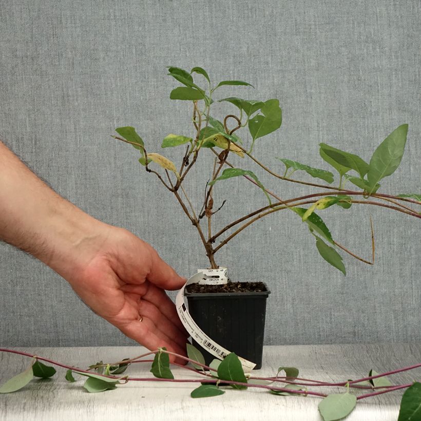 Ejemplar de Madreselva de los bosques - Lonicera periclymenum Serotina Maceta de 8/9 cm entregado en verano