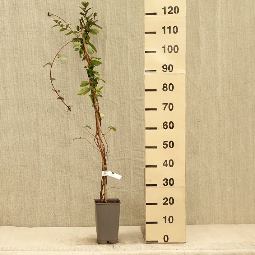 Ejemplar de Madreselva de jardín - Lonicera japonica Dart's World Maceta 3L/4L entregado en otoño
